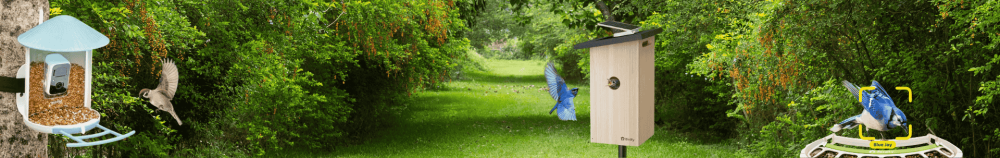 Vogelhaus mit Kamera