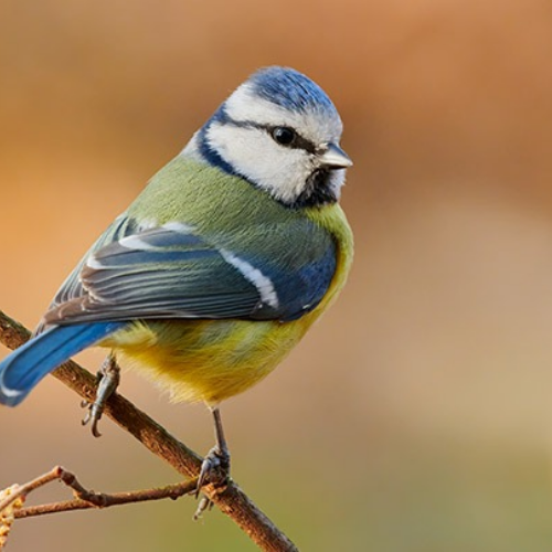 Birdfy 2 million item sold worldwide